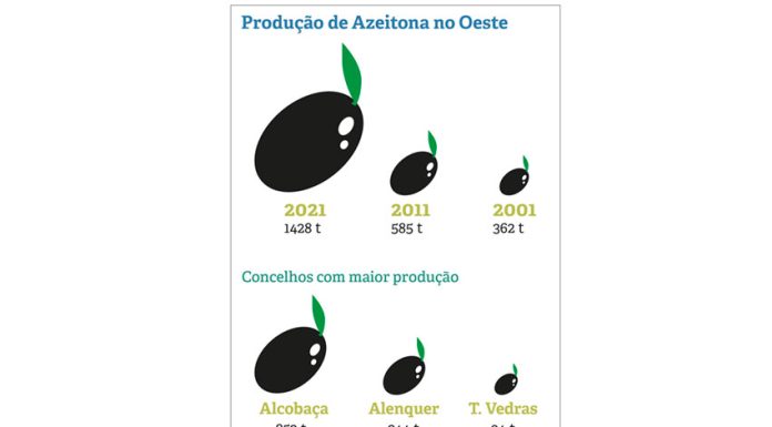 Oeste produz mais azeitona mas tem menos lagares