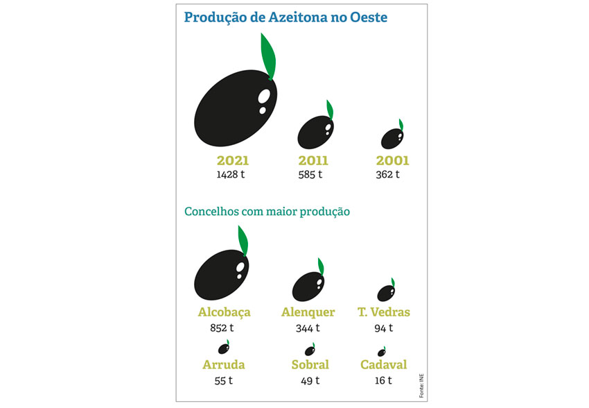 Oeste produz mais azeitona mas tem menos lagares