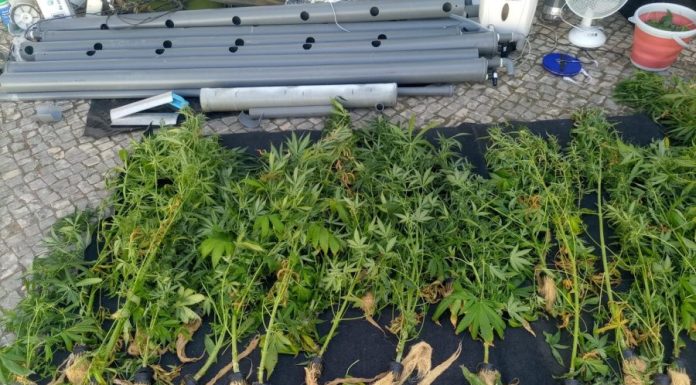 GNR desmantela estufa de canábis no Bombarral