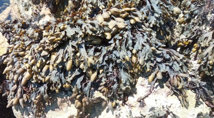 Macroalga da costa de Peniche permite retardar o envelhecimento da pele