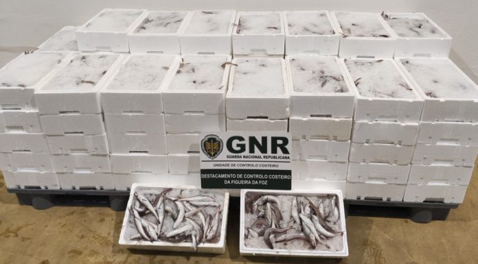 Apreensão de mais de meia tonelada de pescada subdimensionada na Nazaré