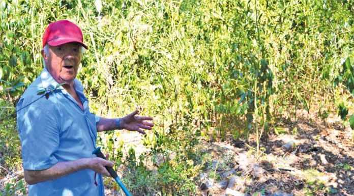 Munícipe denuncia lixo enterrado na Mata Rainha D. Leonor