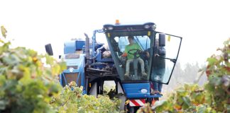 Vindimas registam quebra de produção boa qualidade da uva está garantida