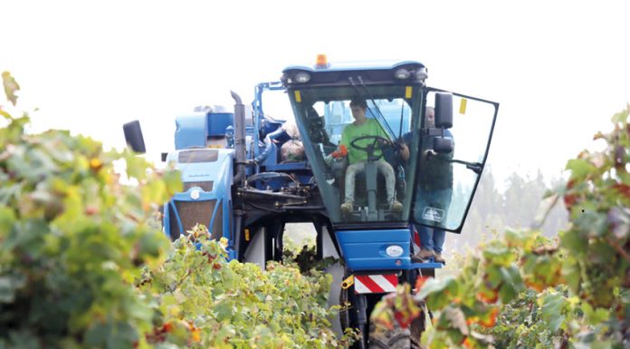 Vindimas registam quebra de produção boa qualidade da uva está garantida