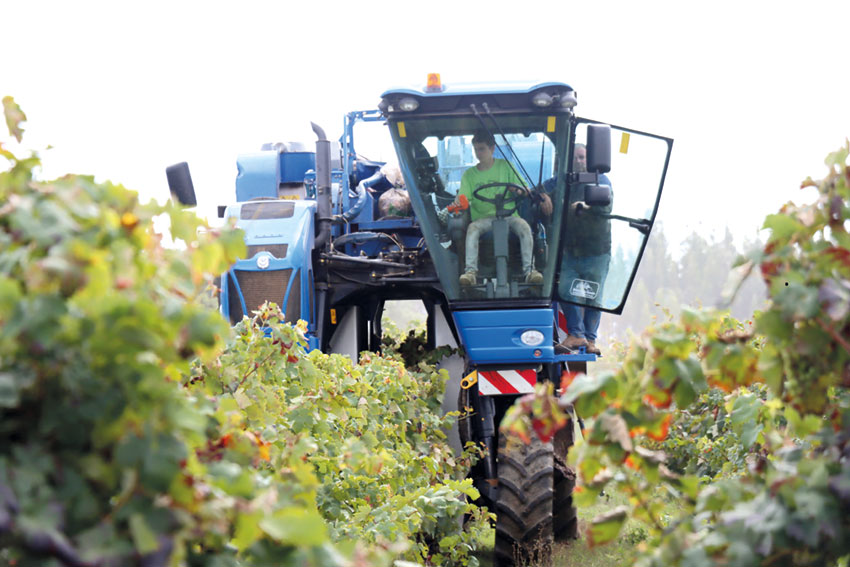 Vindimas registam quebra de produção boa qualidade da uva está garantida