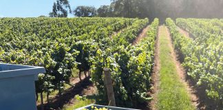 Alcobaça: Grupo Parras Wines está a recrutar para várias funções