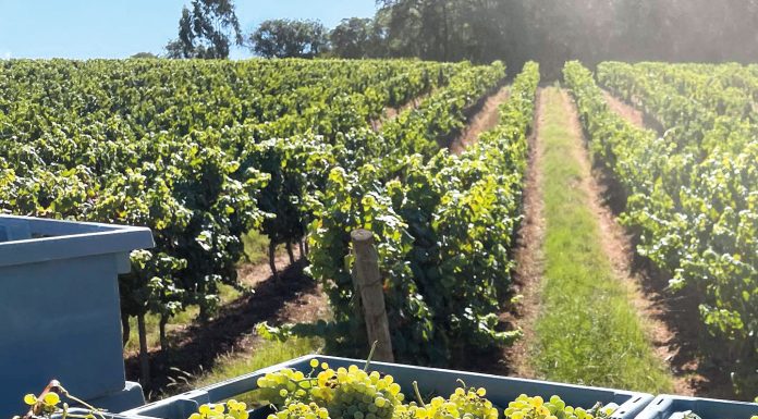 Alcobaça: Grupo Parras Wines está a recrutar para várias funções