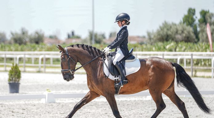 Dressage: Áurea Sábio apurada para final do Campeonato Portugal