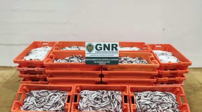 Apreendidos 360 quilos de pescada branca na Nazaré