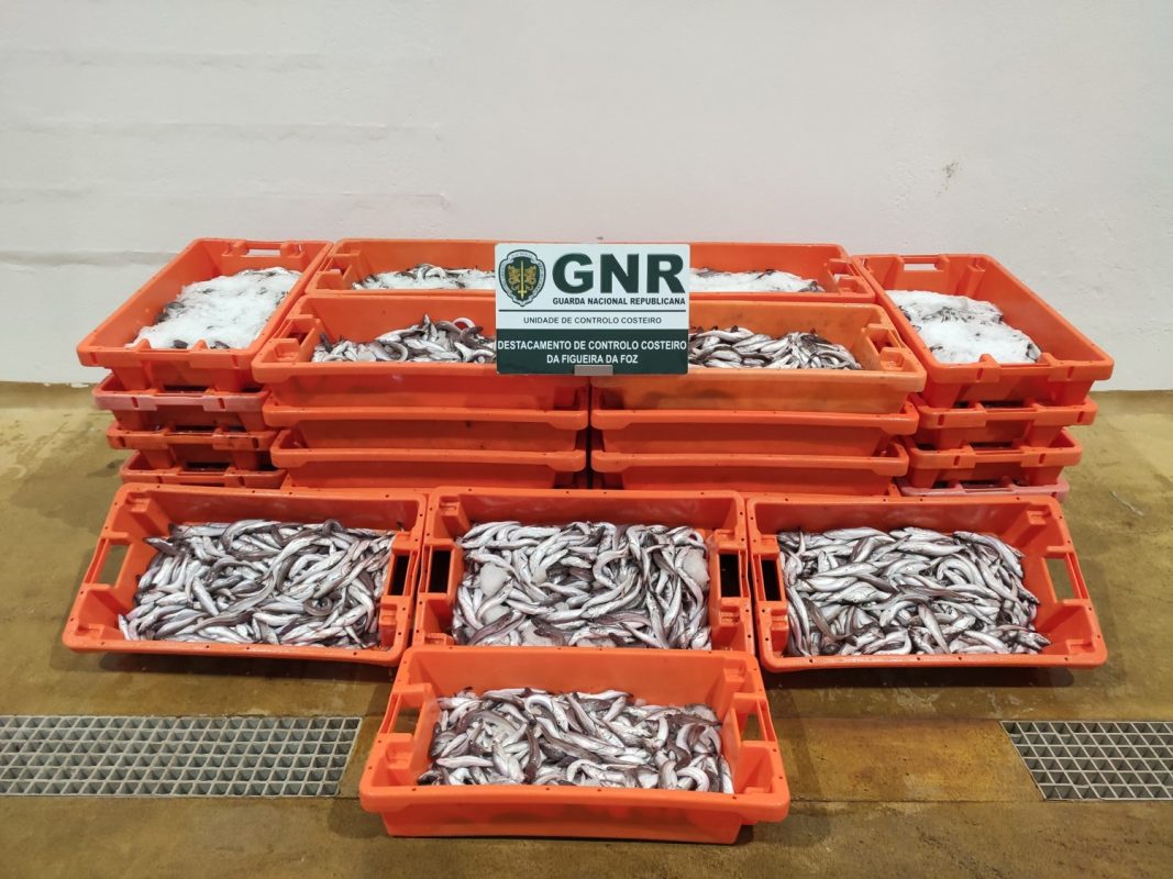 Apreendidos 360 quilos de pescada branca na Nazaré
