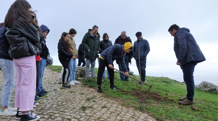 Cadaval aceitou desafio para plantação de árvore no Montejunto