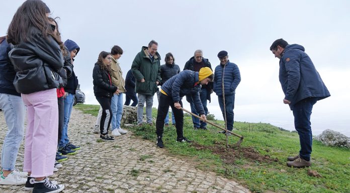 Cadaval: Plantada árvore pela Jornada Mundial da Juventude