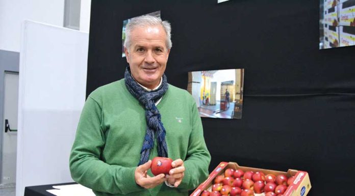 Candine, a nova Maçã de Alcobaça já começou a ser vendida