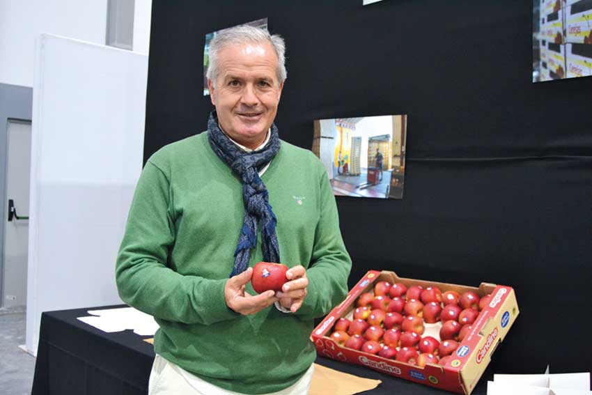 Candine, a nova Maçã de Alcobaça já começou a ser vendida