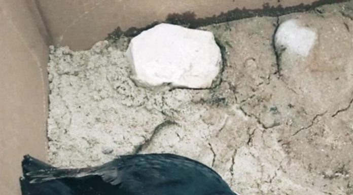 Papagaio-do-mar recolhido em Alcobaça