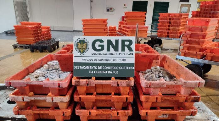 “Fuga à lota” resulta em apreensão de 154kg de polvo na Nazaré