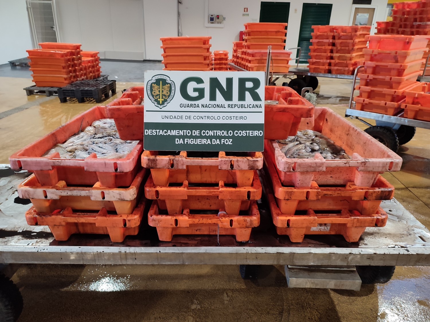 “Fuga à lota” resulta em apreensão de 154kg de polvo na Nazaré