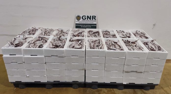 Apreensão de mais de 600 quilos de pescada subdimensionada na Nazaré