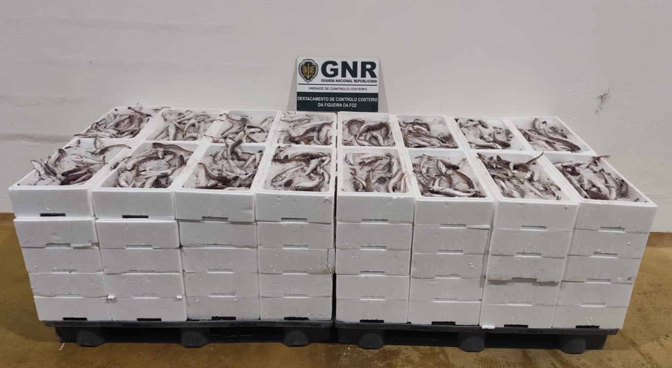 Apreensão de mais de 600 quilos de pescada subdimensionada na Nazaré