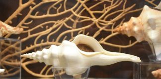 Museu das Conchas com mais de 10 mil exemplares