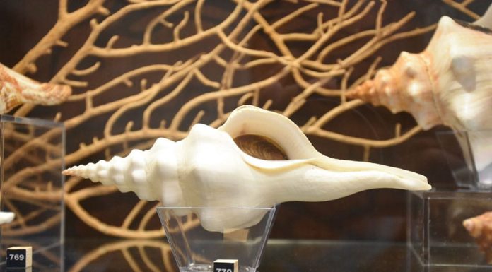 Museu das Conchas com mais de 10 mil exemplares
