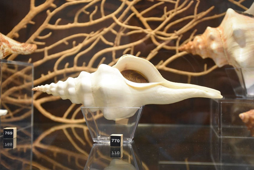 Museu das Conchas com mais de 10 mil  exemplares