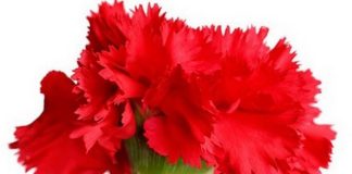 Comemorações do 25 de Abril na região