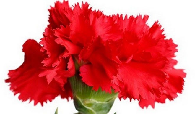 Comemorações do 25 de Abril na região