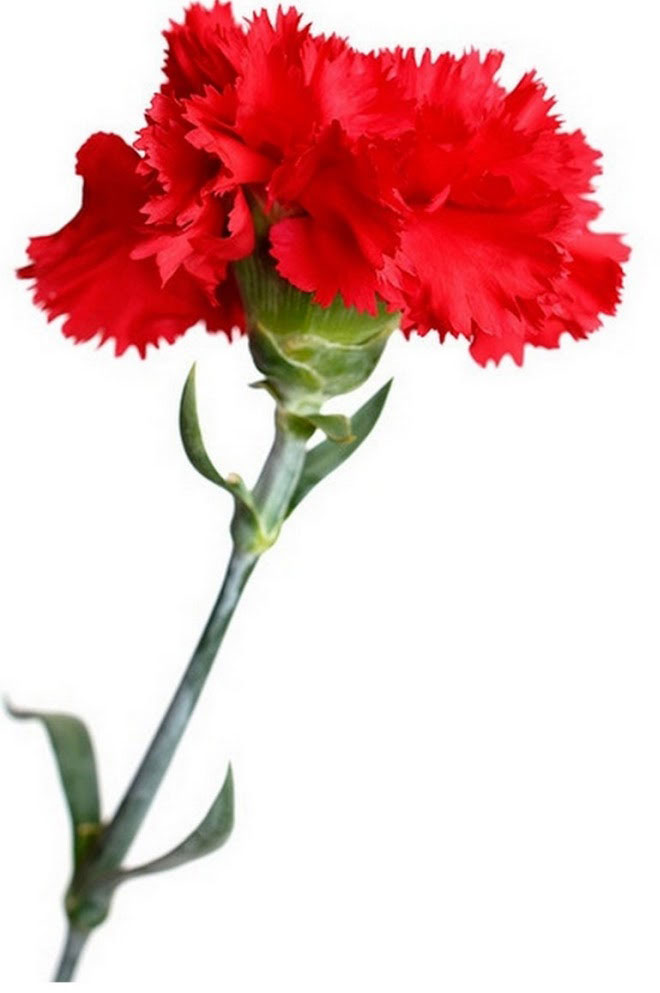 Comemorações do 25 de Abril na região