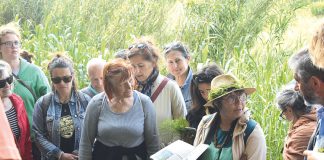 Fernanda Botelho ensinou usos medicinais e culinários de ervas