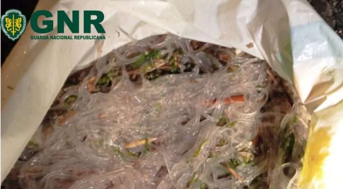 Mais de três quilos de meixão apreendidos em Peniche