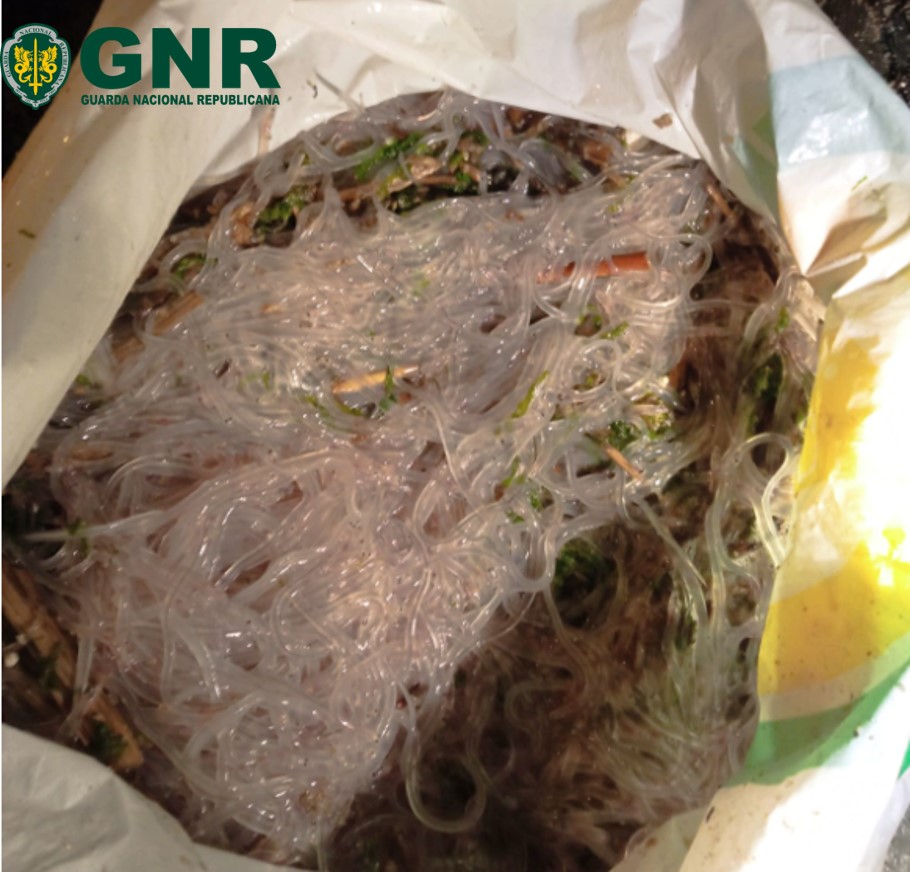 Mais de três quilos de meixão apreendidos em Peniche