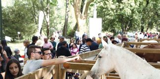 Oeste Lusitano arranca amanhã no Parque