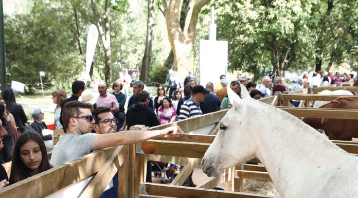 Oeste Lusitano arranca amanhã no Parque