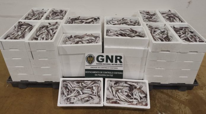 Mais de 400 quilos de pescada subdimensionada apreendidos na Nazaré