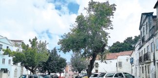 Poda de amoreira gera queixas nas Caldas