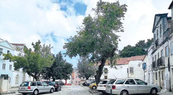 Poda de amoreira gera queixas nas Caldas