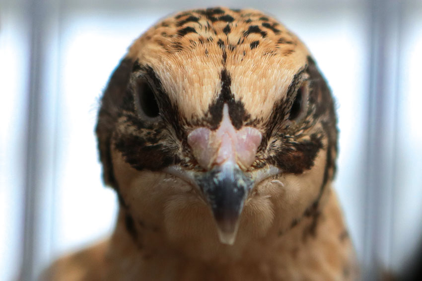 O Landal é a freguesia do país onde se produzem mais codornizes