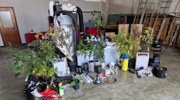 Homem detido na Nazaré por produção de droga em casa