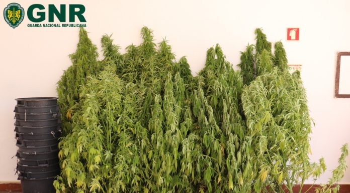 Homem detido por cultivo de estupefacientes no Cadaval