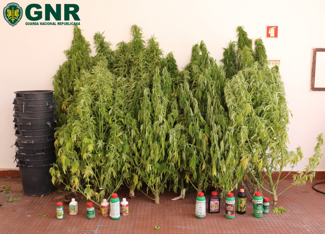 Homem detido por cultivo de estupefacientes no Cadaval