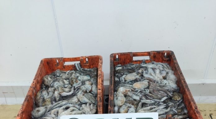 Mais de 150 quilos de polvo subdimensionado apreendidos na Nazaré