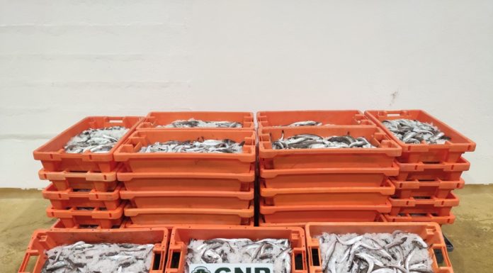 Apreendidos mais de 450 quilos de pescada na Nazaré