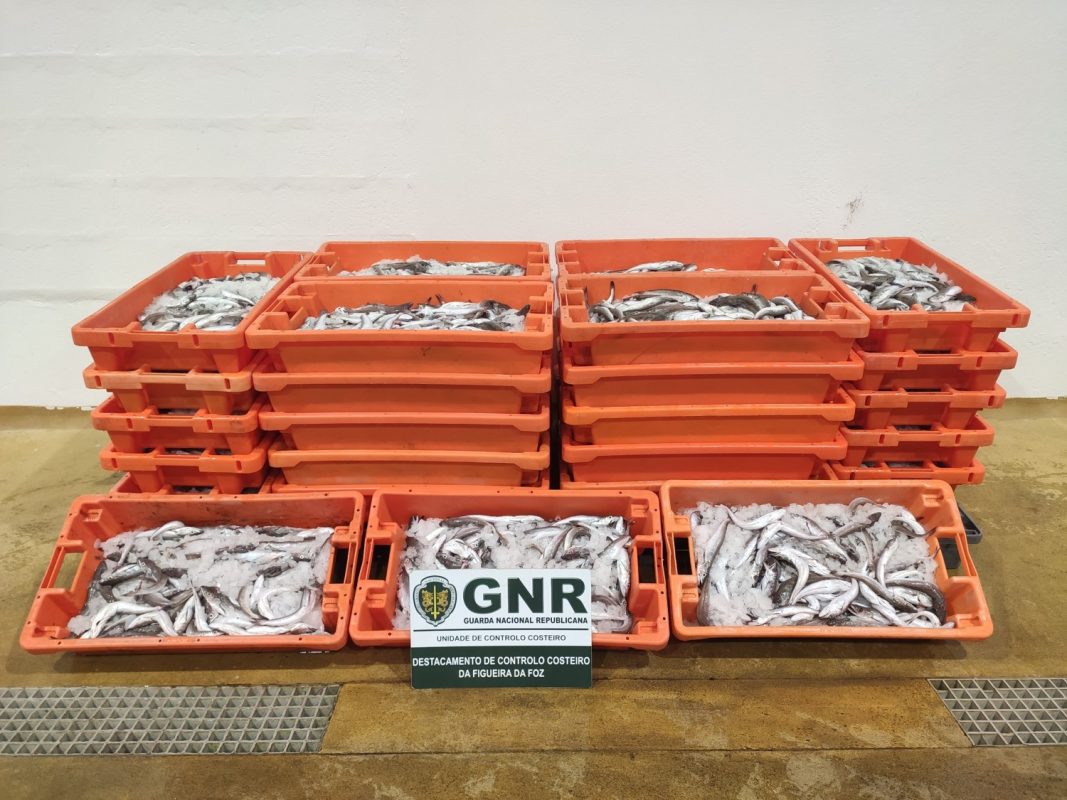 Apreendidos mais de 450 quilos de pescada na Nazaré
