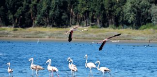 Óbidos: Observação de aves aquáticas e borboletas na Lagoa