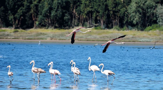 Óbidos: Observação de aves aquáticas e borboletas na Lagoa