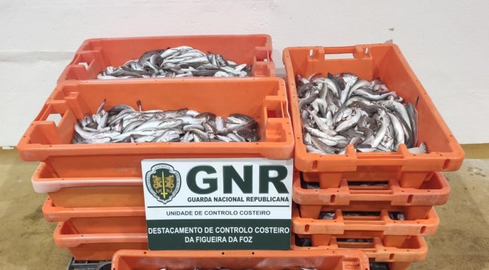156 quilos de pescada branca subdimensionada apreendidos na Nazaré