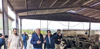 PCP quer intervenção do governo para apoiar produtores de leite