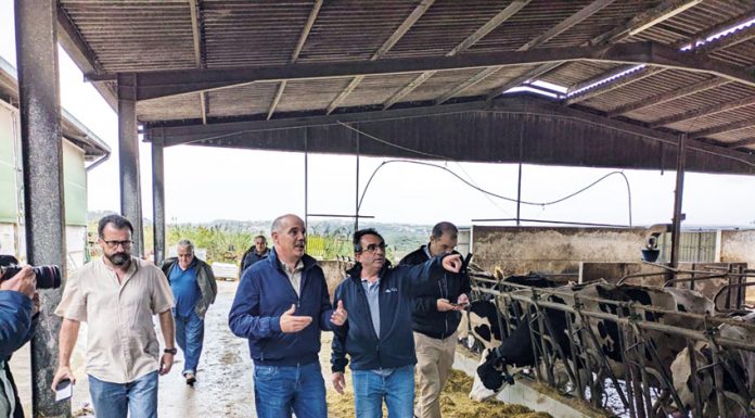 PCP quer intervenção do governo para apoiar produtores de leite