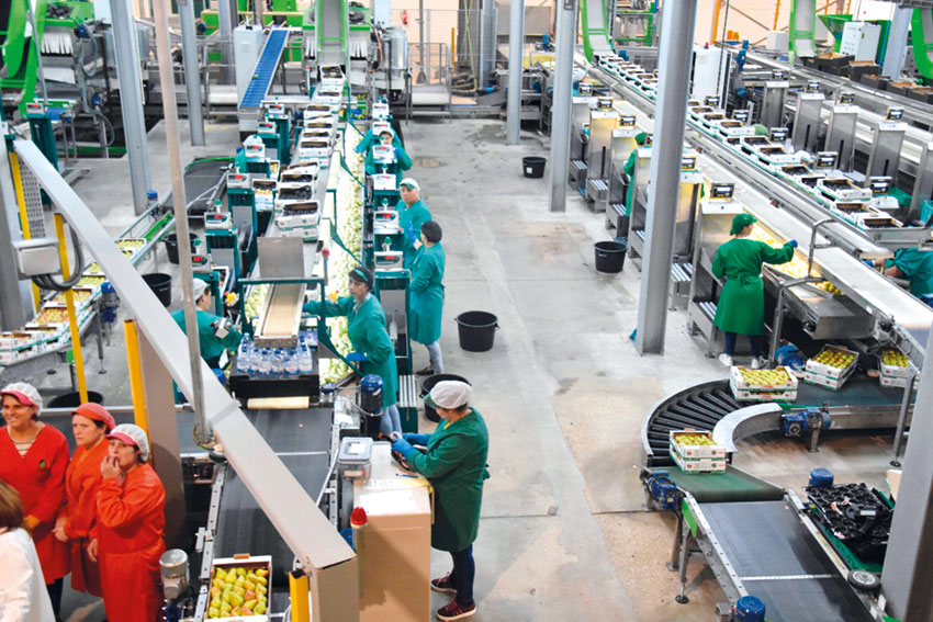 Há 11 cooperativas da região nas 100 maiores do país